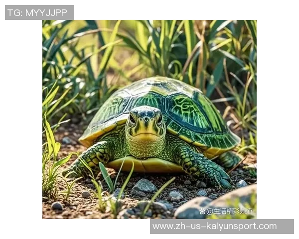 足球绿龟的奇幻旅程探索绿龟在足球世界中的独特魅力与精彩故事